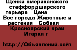 Щенки американского стаффордширского терьера › Цена ­ 20 000 - Все города Животные и растения » Собаки   . Красноярский край,Игарка г.